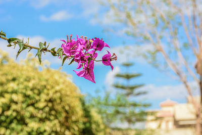 Close-up of pink flowers blooming on tree