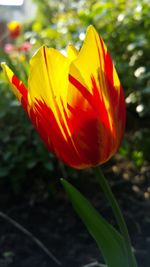 Close-up of flower blooming outdoors