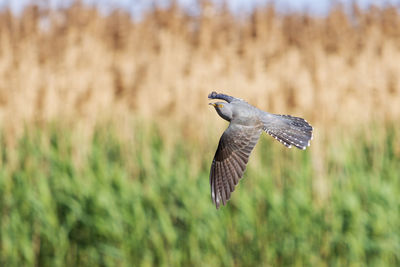 Bird flying in a sunlight