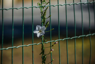 Close-up of white flower on fence