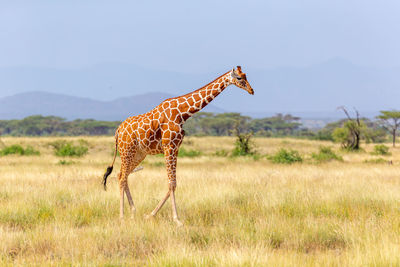 Giraffe in a field