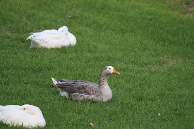 View of birds on field