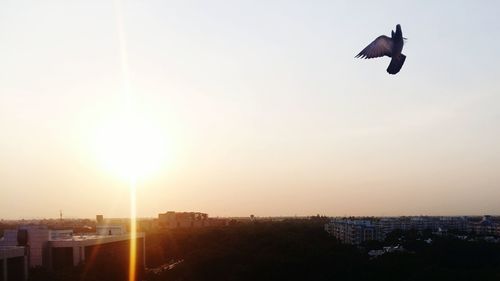 Bird flying in sky at sunset