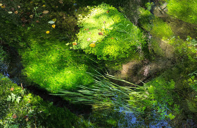 Plants growing on tree trunk