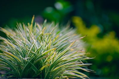 Close-up of fresh green plant