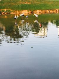 Ducks in lake