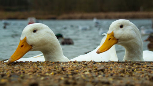 Close-up of duck