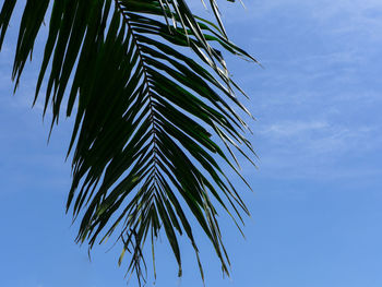 Low angle view of palm tree against blue sky