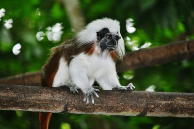 Close-up of monkey sitting on wood in forest