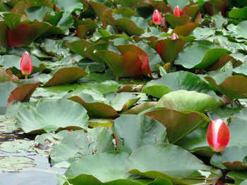 Close-up of lotus water lily in lake