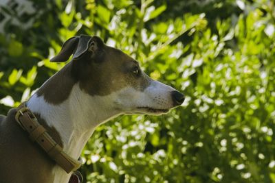 Close-up of a dog looking away