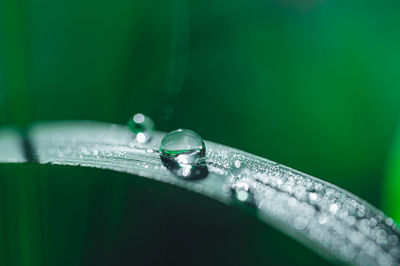 Close-up of water drop on leaf