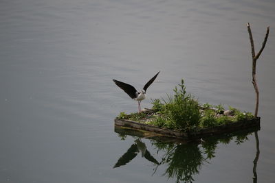 Bird perching on a lake