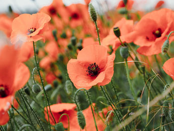 Close-up of orange poppy flowers on field