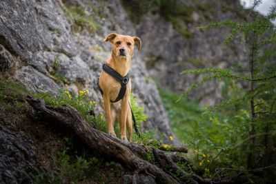 Portrait of a dog on rock