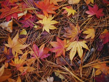Close-up of autumn leaves on field