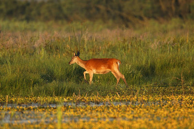 Red deer in shallow wetland, lonjsko polje, croatia