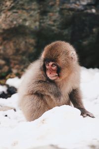 Monkey sitting on rock