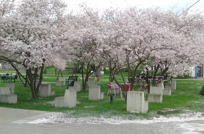 Cherry blossom trees in city