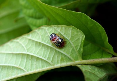 Close-up of tortoise beetle mating on green leaf