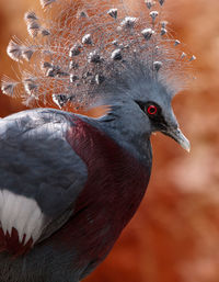 Close-up of victoria crowned pigeon