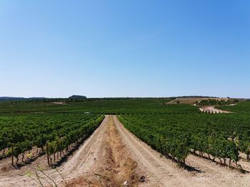 Scenic view of agricultural field against clear sky