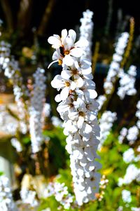 Close-up of white flowers