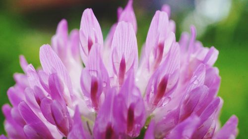 Close-up of pink flowers