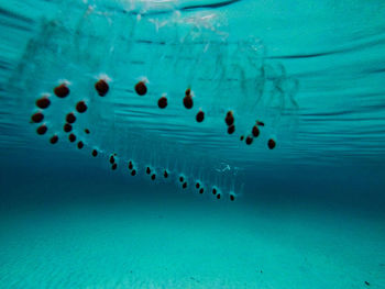 Close-up of jellyfish in sea