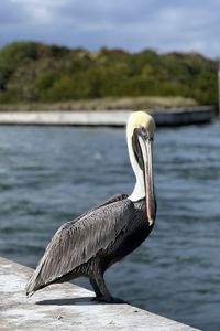 pelican