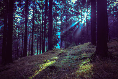 Trees in forest