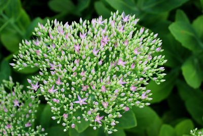 Close-up of flowers blooming outdoors