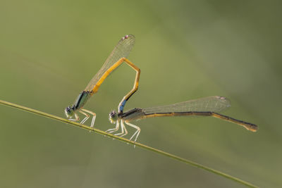 Close-up of grasshopper