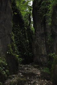 Moss growing on rocks in forest