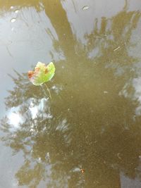 High angle view of leaf floating on lake