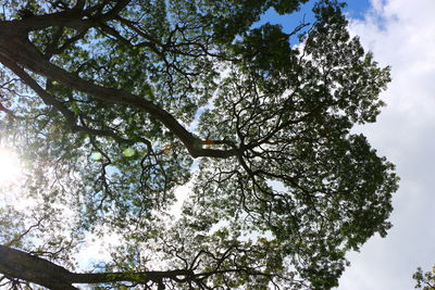 Low angle view of tree against sky