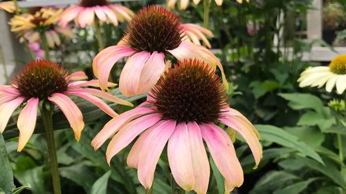 Close-up of coneflowers blooming outdoors