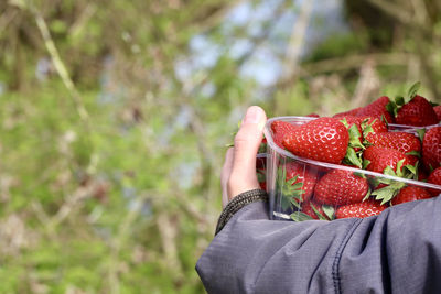 Midsection of person holding strawberry plant