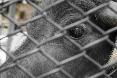 Full frame shot of chainlink fence