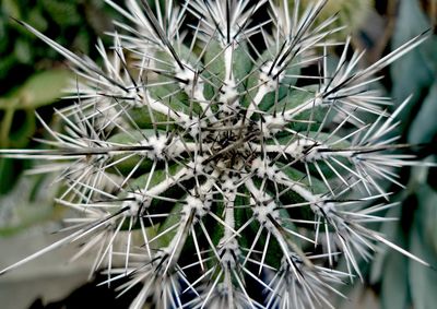 Close-up of a cactus