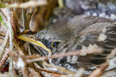 Close-up of bird in nest