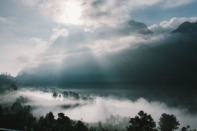 Sunlight streaming through trees against sky