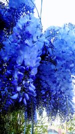 Close-up of blue flowering plant