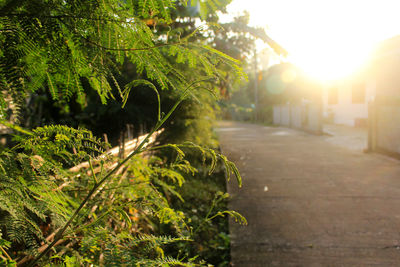 Close-up of plants by street in city