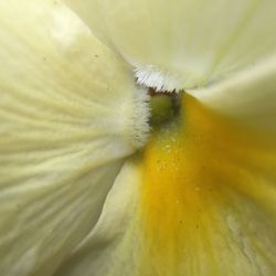 Macro shot of flower head