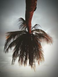 Low angle view of palm trees against sky