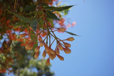 Low angle view of tree against sky