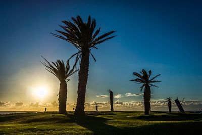 Palm trees at sunset