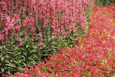 Close-up of fresh pink flowers in bloom