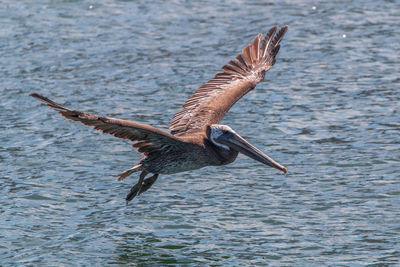 Bown plican flying over ocean